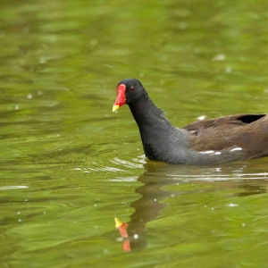 Redwell   07 06 2016   D3s (109 Of 136).jpg